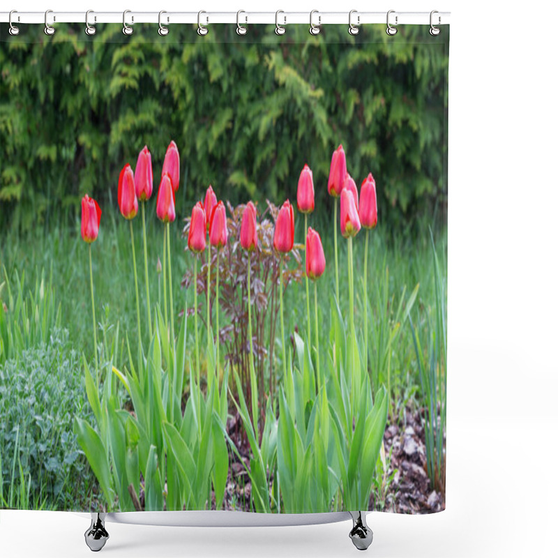 Personality   Luster Of Red Tulips Blooming In Lush Spring Garden. Vibrant Red Petals Contrast Beautifully With Green Foliage, Creating Stunning Seasonal Display. Symbol Of Love, Renewal, Natural Elegance Tulip Shower Curtains