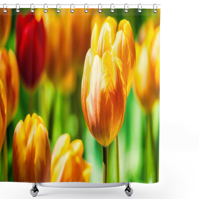 Personality  Yellow And Orange Tulips Blooming Brightly In A Lush Garden Surrounded By Green Leaves, Showcasing The Vibrant Beauty Of Spring. Shower Curtains