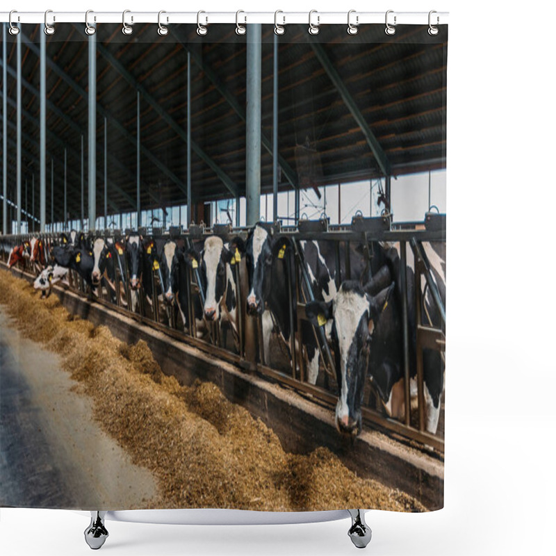 Personality  Holstein Frisian Diary Cows In Free Livestock Stall. Shower Curtains