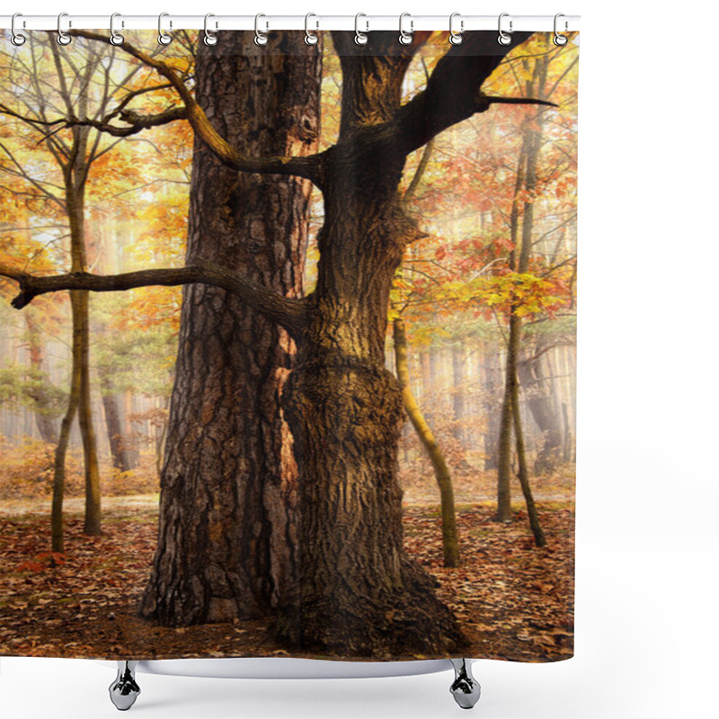 Personality  Beautiful Fall Forest Shower Curtains