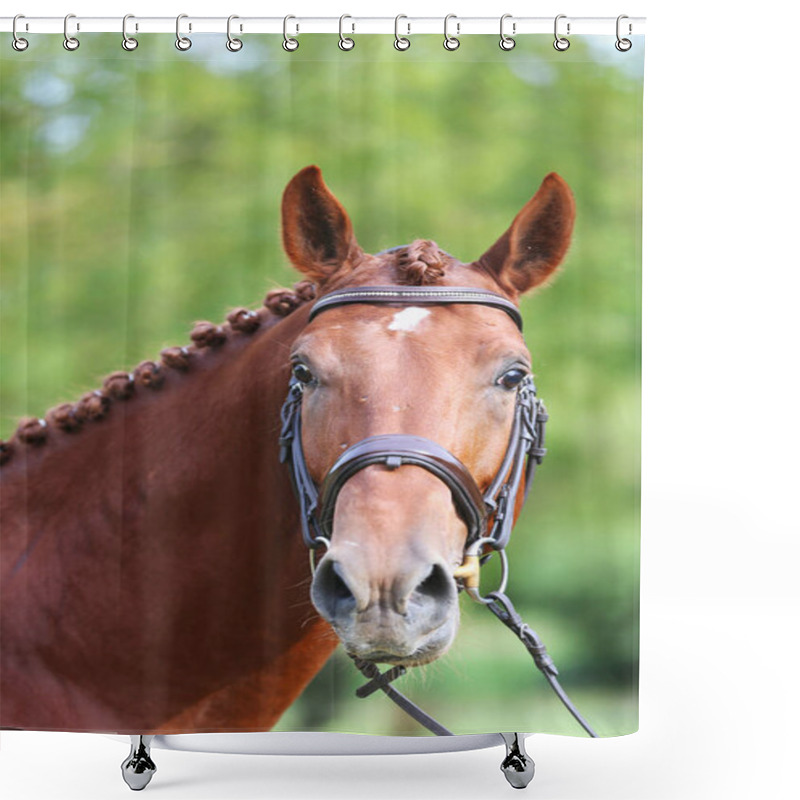 Personality  Portrait Close Up Of A Beautiful Young Chestnut Stallion. Headshot Of A Purebred Horse Against Natural Background At Rural Ranch On Horse Show Summertime Outddors Shower Curtains