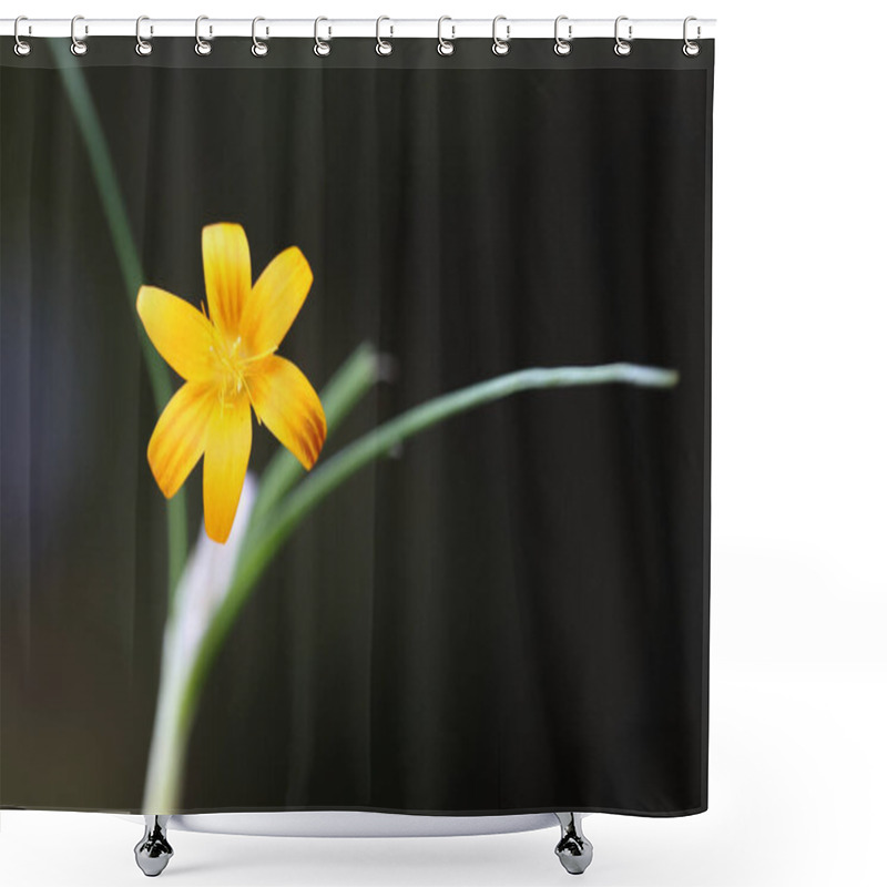 Personality  Close Up Of Wild Crocus Flavus  Shower Curtains