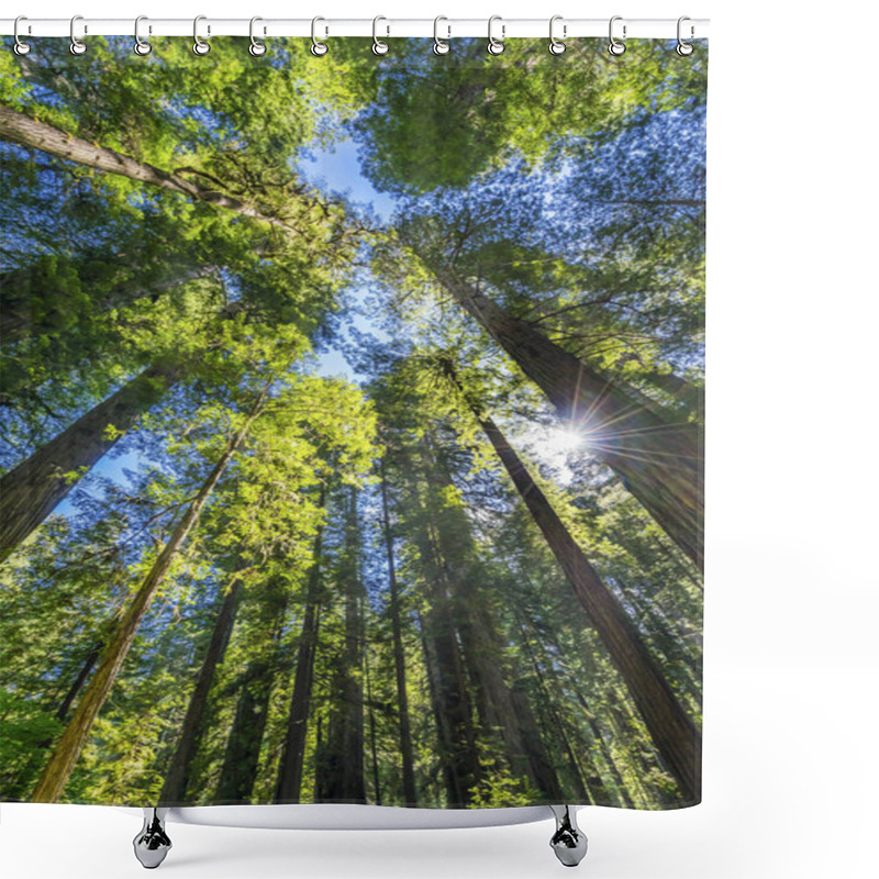 Personality  Sun Star Rays Tall Trees Towering Redwoods National Park Califor Shower Curtains