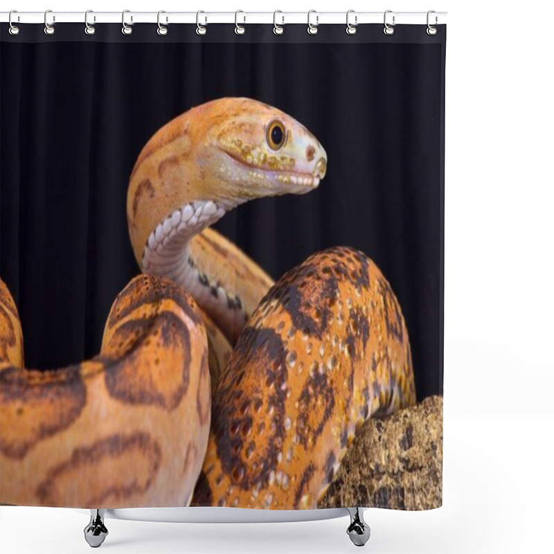 Personality  Scaleless rat snake (Pantherophis guttata) shower curtains