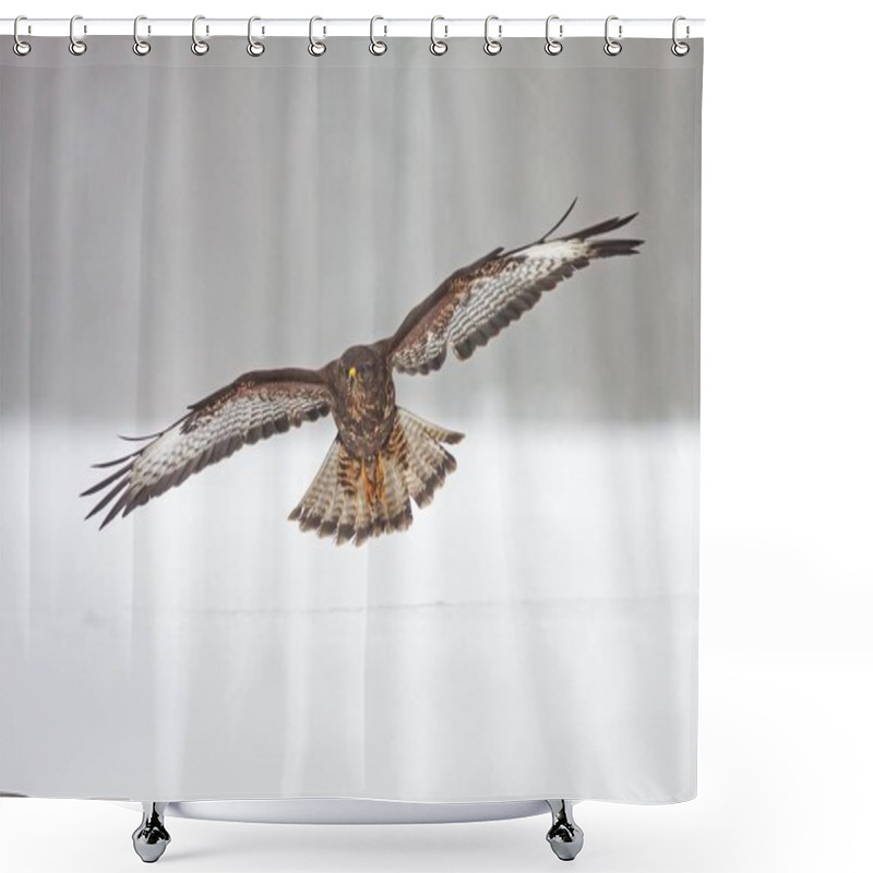 Personality  Wild Common Buzzard, Buteo Buteo, Flying Over Snow. Shower Curtains