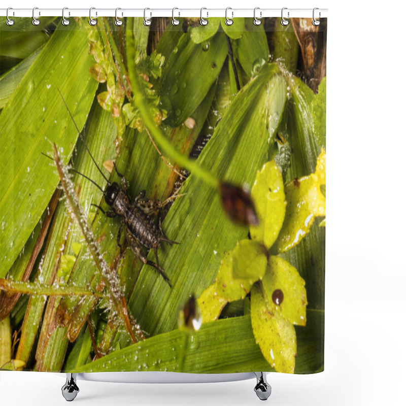 Personality  Macro Photograph Of A Cricket In The Grass. Shower Curtains