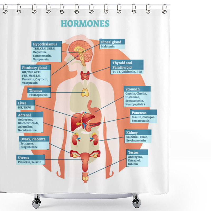 Personality  Human Body Hormones Vector Illustration Diagram Shower Curtains