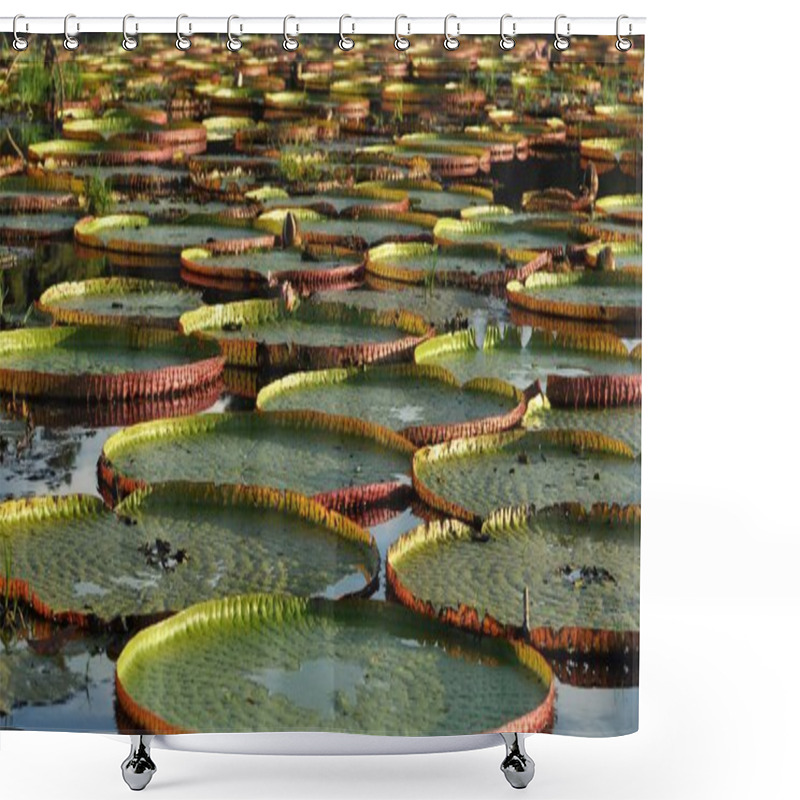 Personality  Giant Water Lily In The Pond Shower Curtains