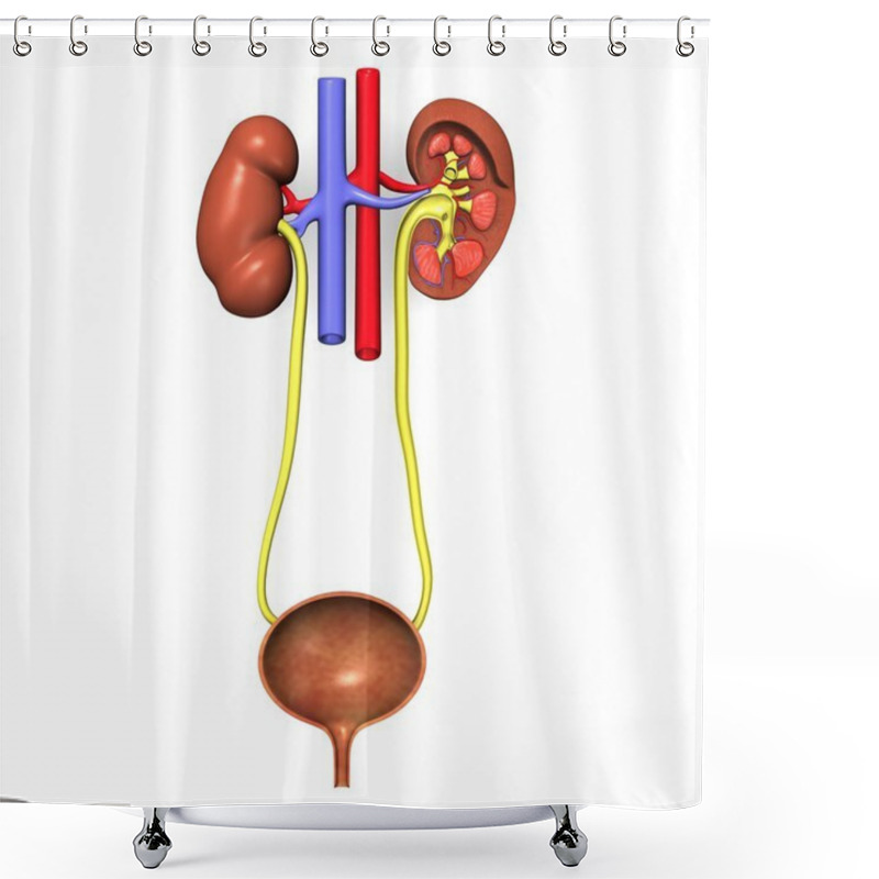 Personality  Urinary System Shower Curtains