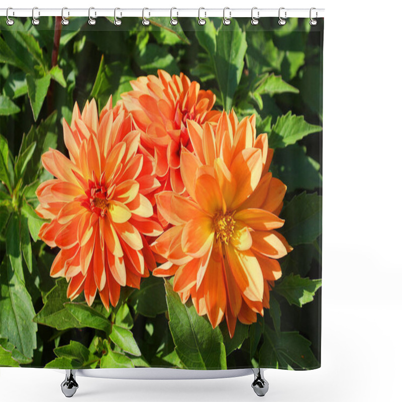 Personality  Orange Dahlia In The Garden Shower Curtains