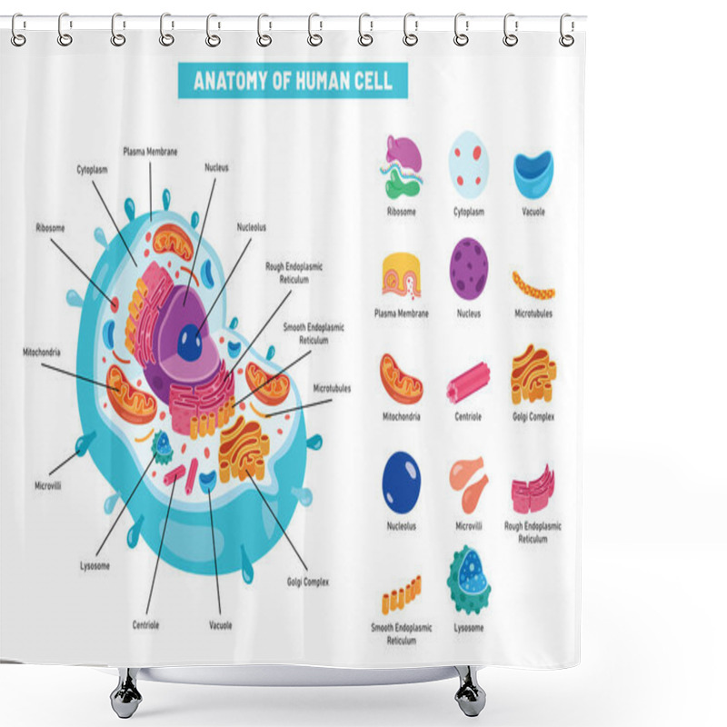 Personality  The Structure Of Human Cell Shower Curtains