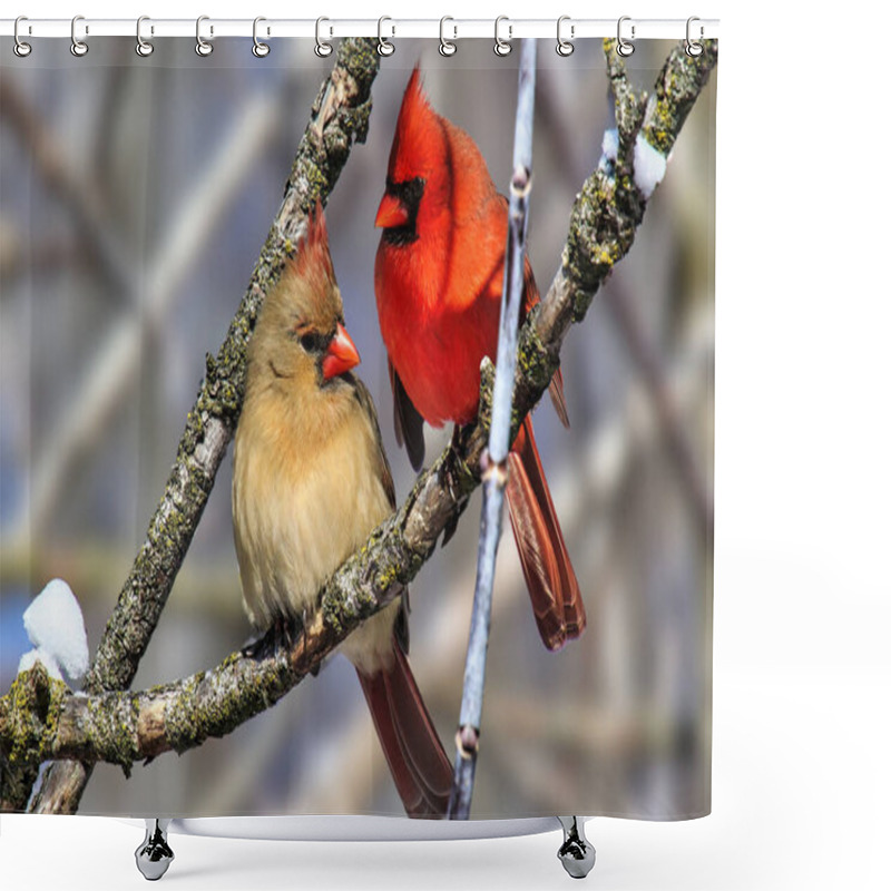 Personality  A Pair Of Cardinals Perching On Tree Branch Shower Curtains