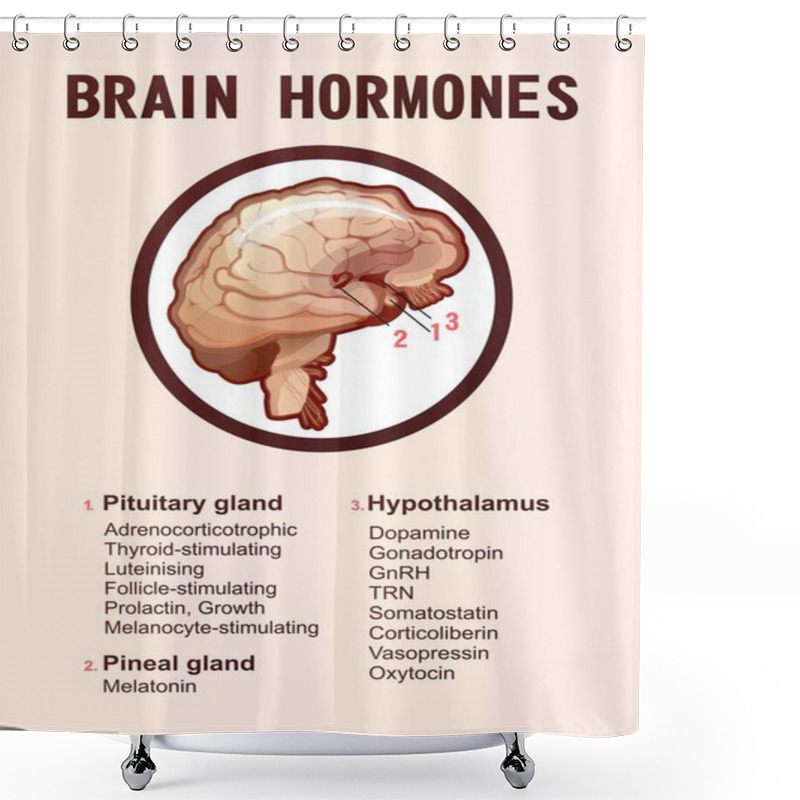 Personality  Information Poster With A List Of Hormones Secreted By The Glands Of The Human Brain For Training And Education Vertical Vector Illustration Shower Curtains