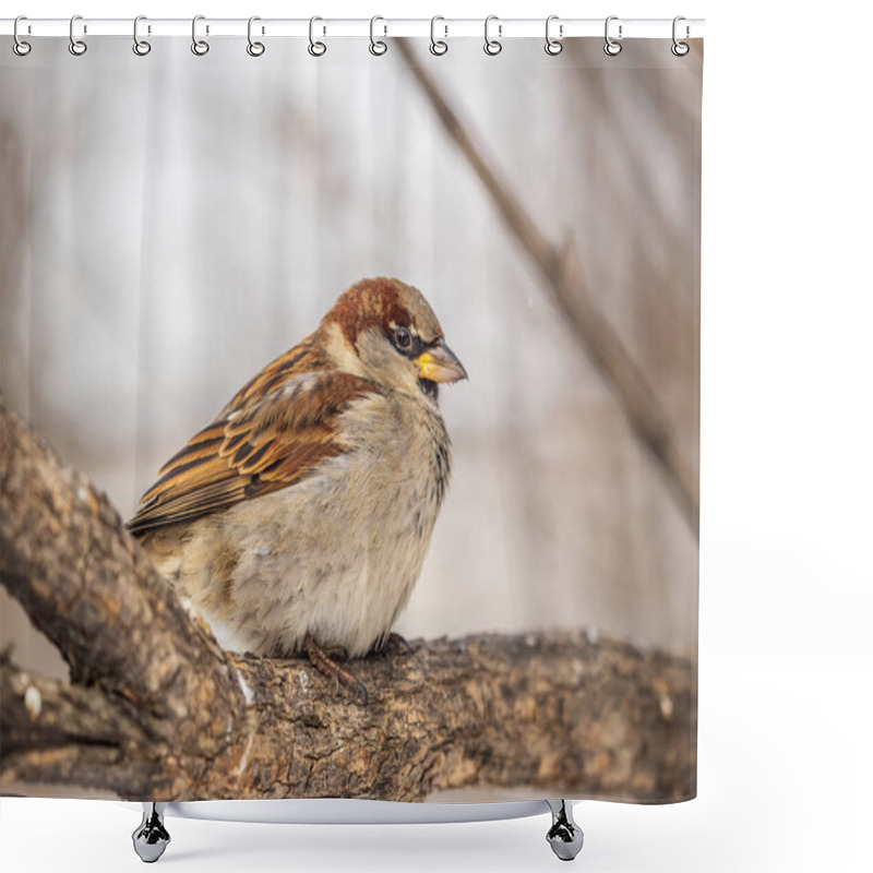 Personality  Sparrow Sits On A Branch Without Leaves. Sparrow On A Branch In The Autumn Or Winter Shower Curtains