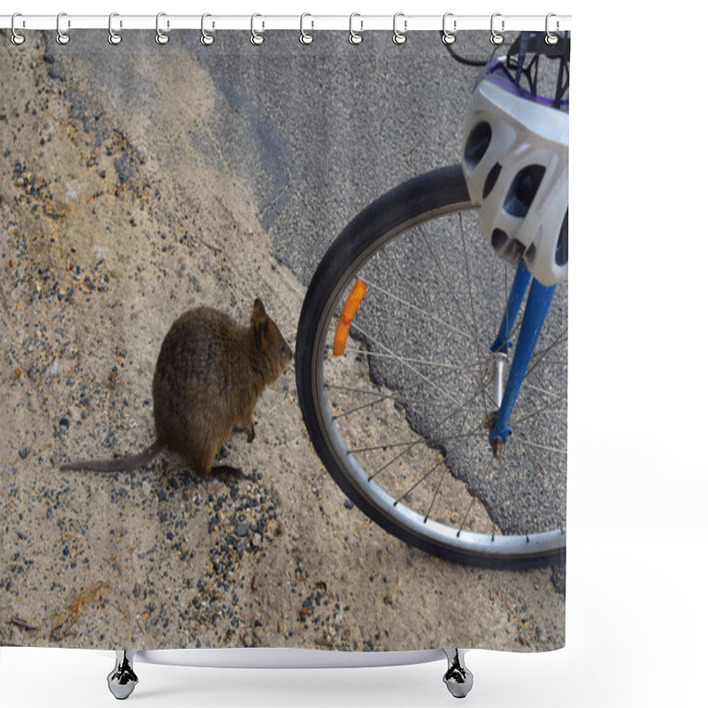 Personality  Australia, Zoology, Quokka Shower Curtains