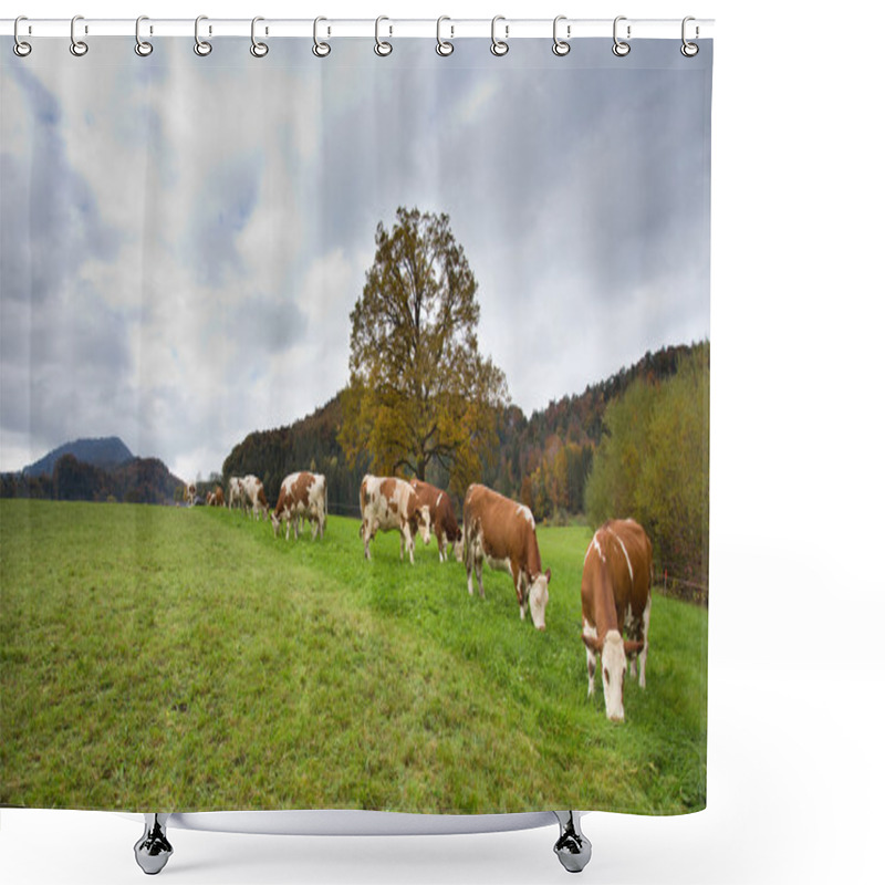 Personality  Simmental Cows On Meadow Shower Curtains