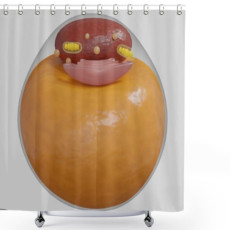 Personality  Adipocytes, Also Known As Lipocytes And Fat Cells. Isolated White Adipose Cells 3d Rendering Shower Curtains