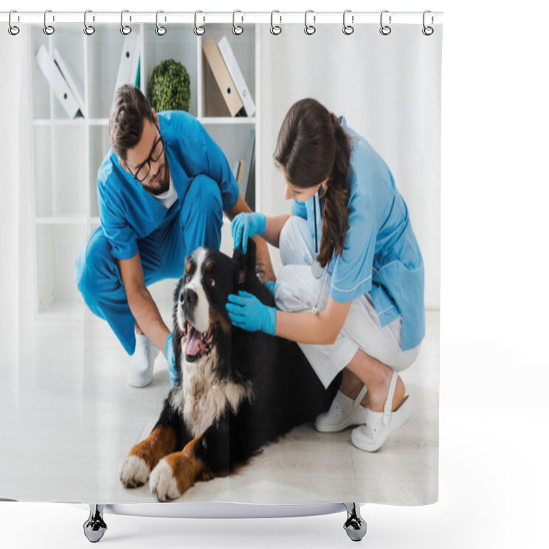 Personality  Attentive Veterinarian Examining Ear Of Bernese Mountain Dog Near Colleague Shower Curtains