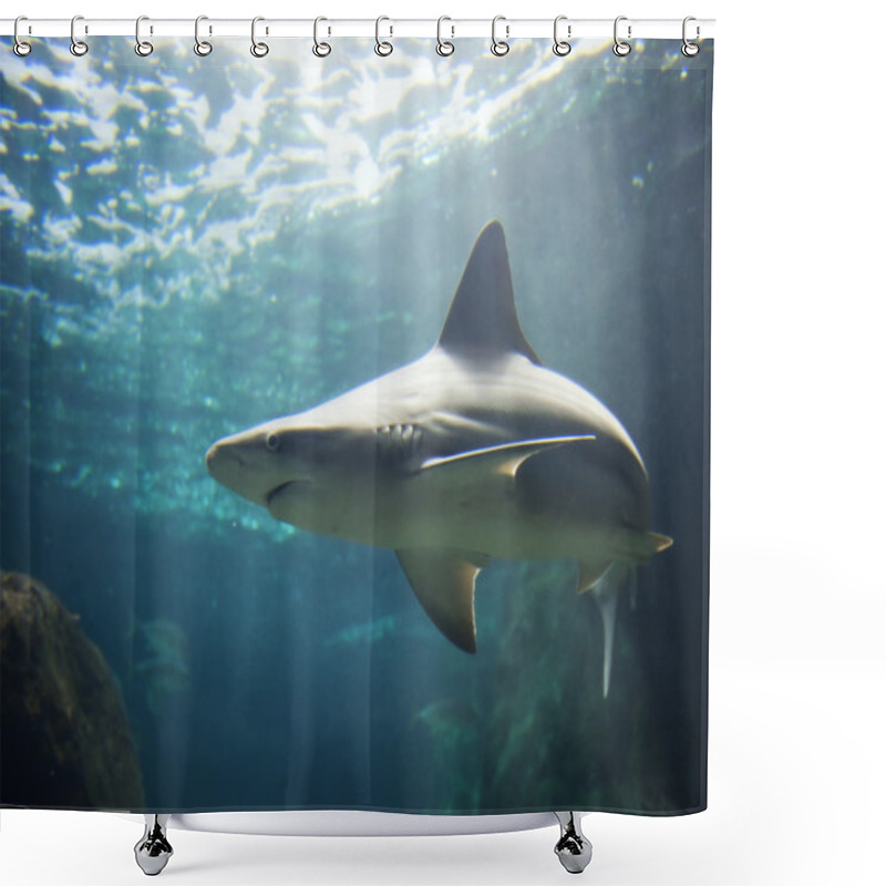 Personality  Picture Of A Shark View  Shower Curtains