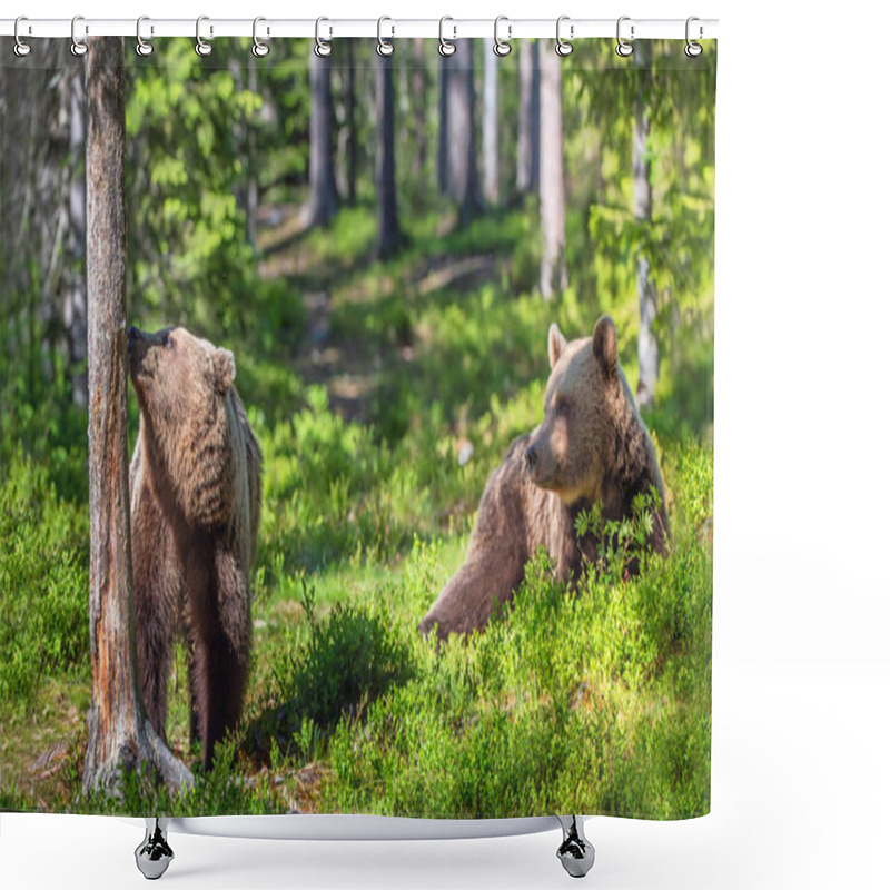 Personality  Brown Bears In The Forest During Summer Season Shower Curtains