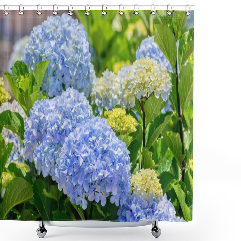 Personality  Hydrangea Macrophylla Or Hortensia Flower - Blue Cultivar Shower Curtains