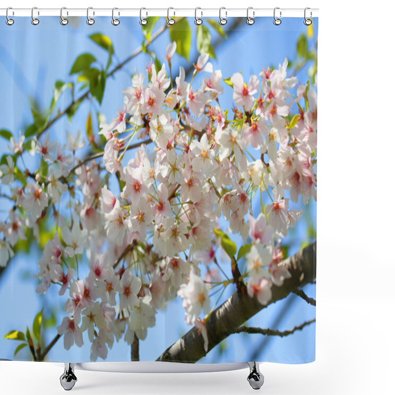 Personality  White Spring Blossoms Of Cherry. Flowers Outdoor Shower Curtains