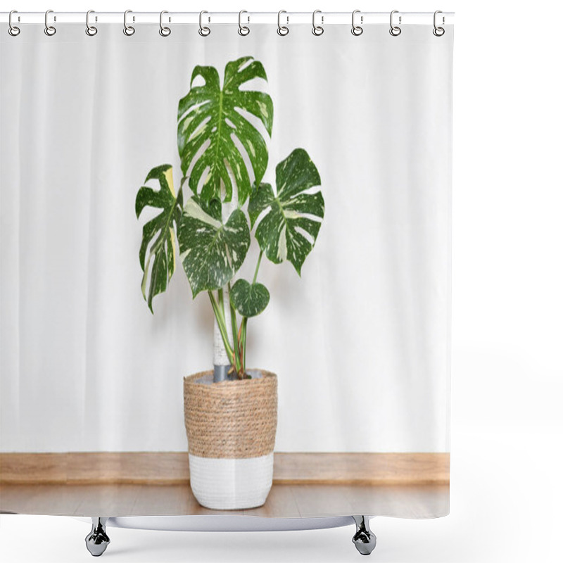 Personality  Tropical Monstera Thai Constellation Houseplant In Basket Flower Pot In Front Of White Wall Shower Curtains