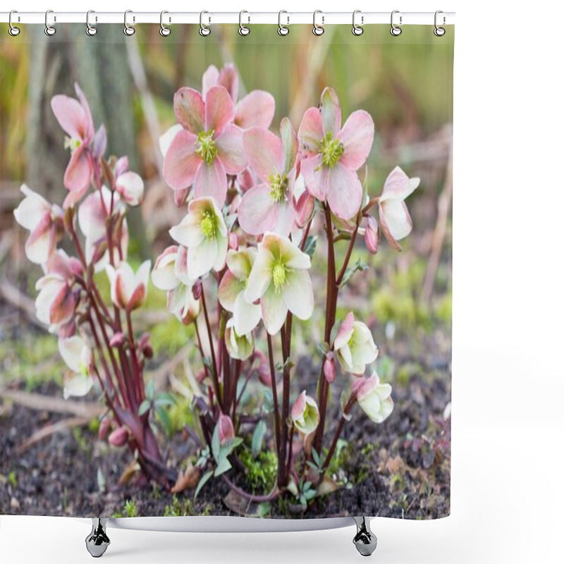 Personality  Pink And White Christmas Rose Or Hellebore, Helleborus Niger Plant Growing In A Garden, UK Shower Curtains