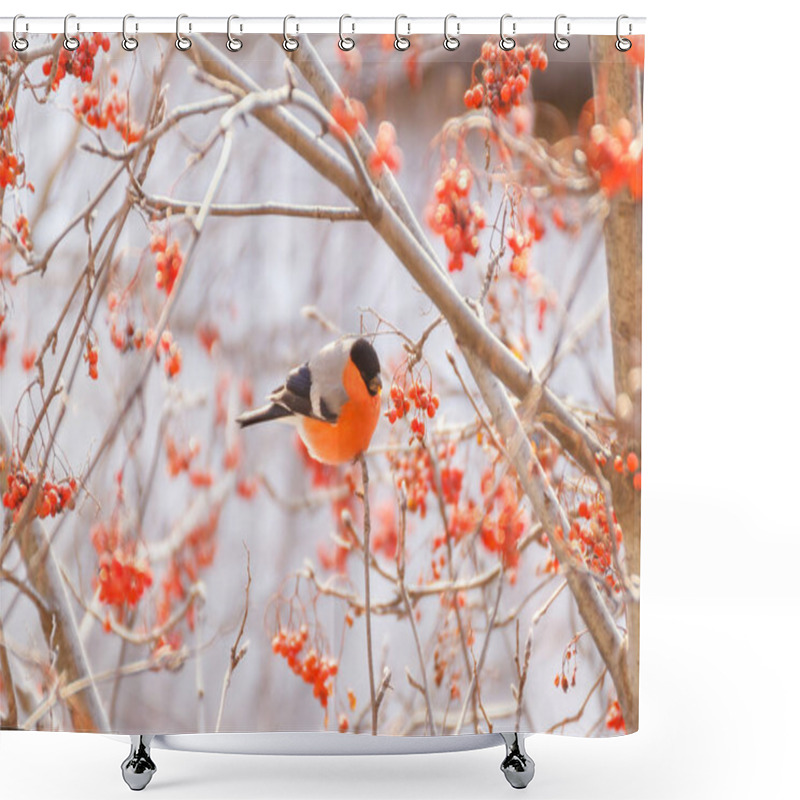 Personality  Bullfinch On A Branch Of Mountain Ash Shower Curtains