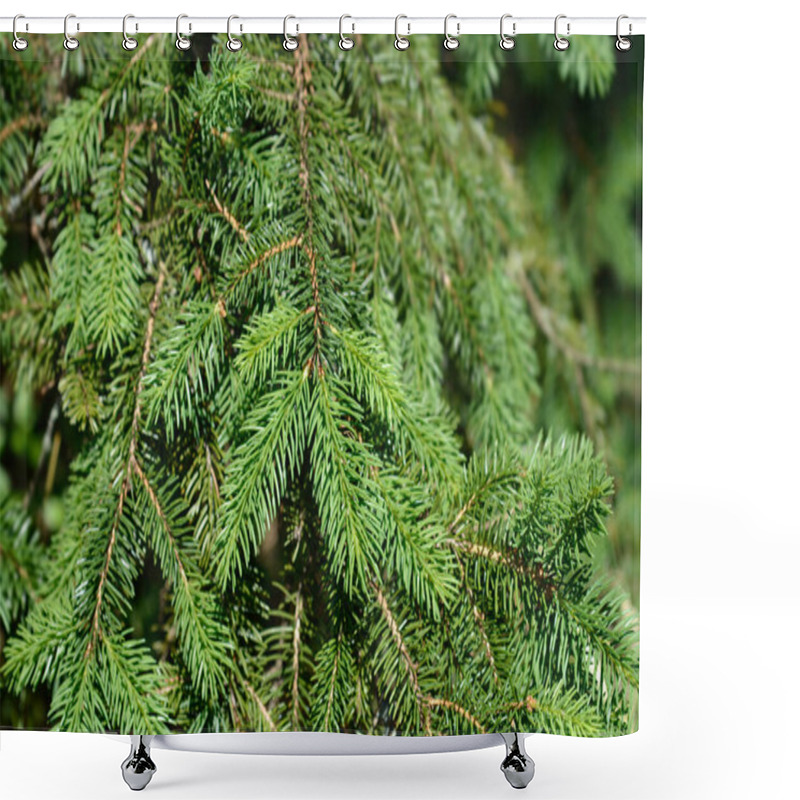 Personality  Norway Spruce Branch - Latin Name - Picea Abies Shower Curtains