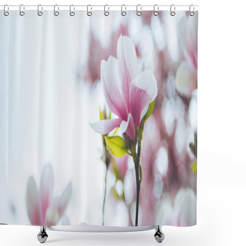 Personality  Beautiful Magnolia Blooms In Spring, Salzburg, Beauty Shower Curtains