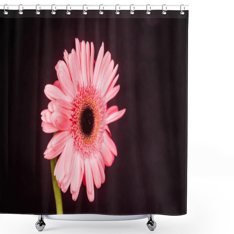 Personality  Beautiful And Lovely Pink Gerbera Flower In Black Background Shower Curtains