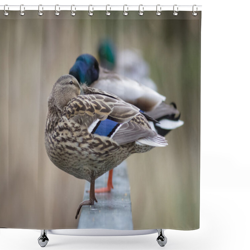 Personality  A Row Of Sleeping Mallard Ducks Shower Curtains