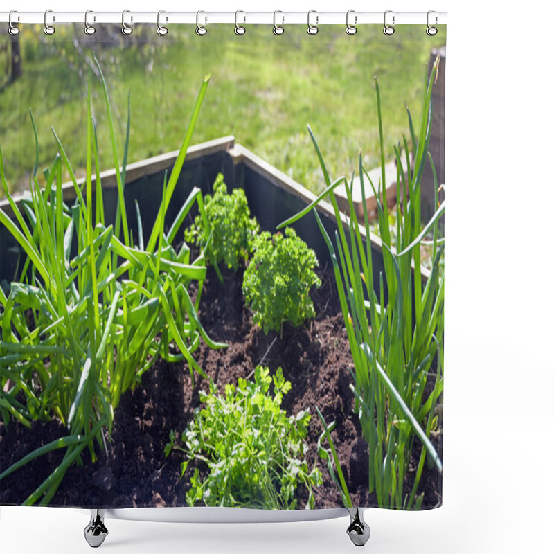 Personality  Raised Wooden Herbs Bed With Parsley And Onions In In A Country Garden, Selected Focus, Narrow Depth Of Field Shower Curtains