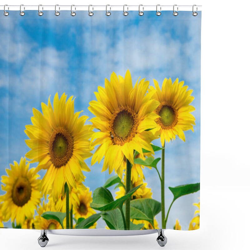 Personality  Sunflower Field With Cloudy Blue Sky Shower Curtains