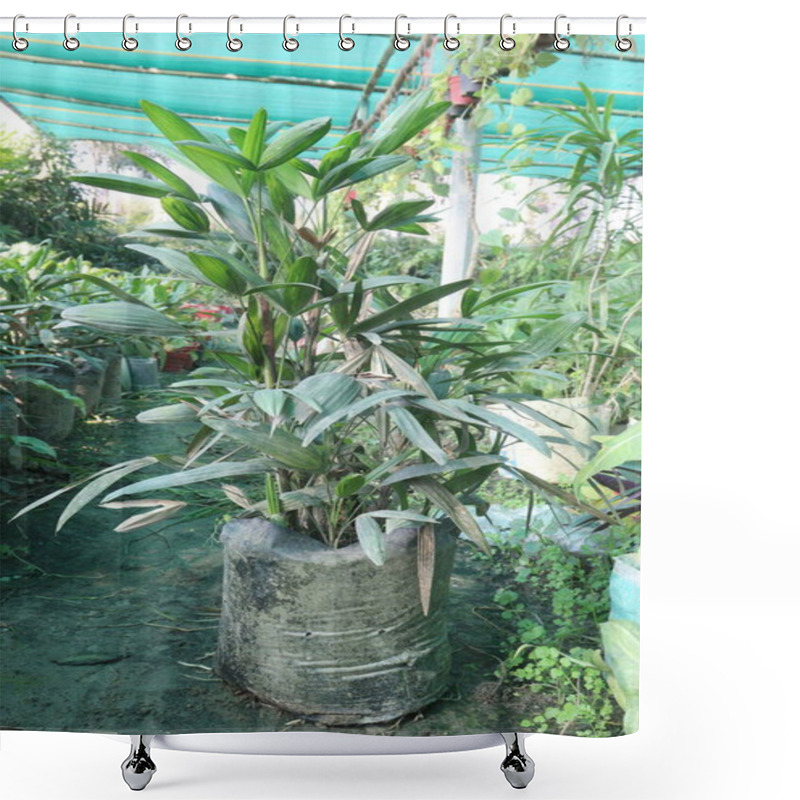 Personality  Broadleaf Lady Palm Plant On Nursery For Sell Are Cash Crops. Has Proven Successful In Removing Airborne Toxins Within The Home, Including Ammonia, Formaldehyde, Xylene, And Carbon Dioxide Shower Curtains