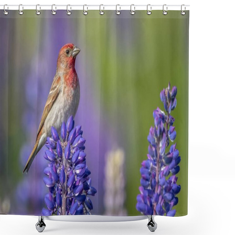 Personality  A Beautiful House Finch Bird Perched On A Purple-petaled Flower On A Blurred Background Shower Curtains