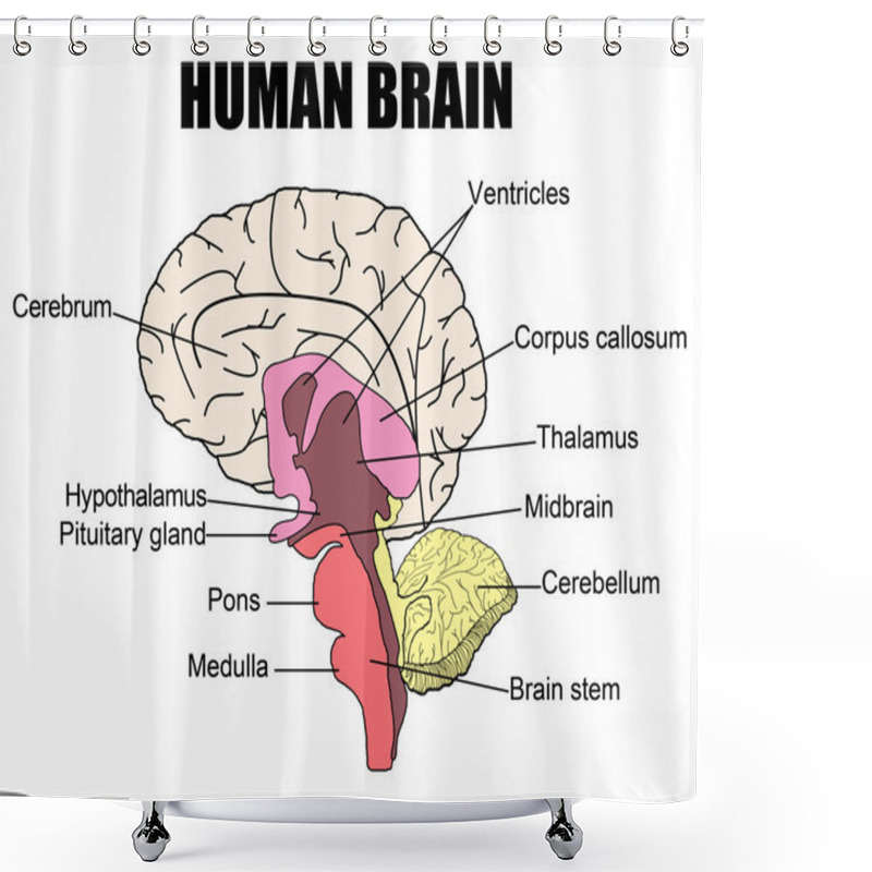 Personality  Human Brain Shower Curtains