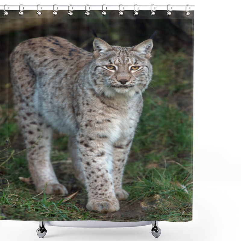 Personality  Eurasian Lynx Shower Curtains