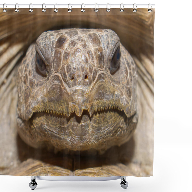 Personality  Close Up View Of Wild Florida Gopher Tortoise Face - Gopherus Polyphemus - Showing Sharp Pointy Serrated Edges Shower Curtains