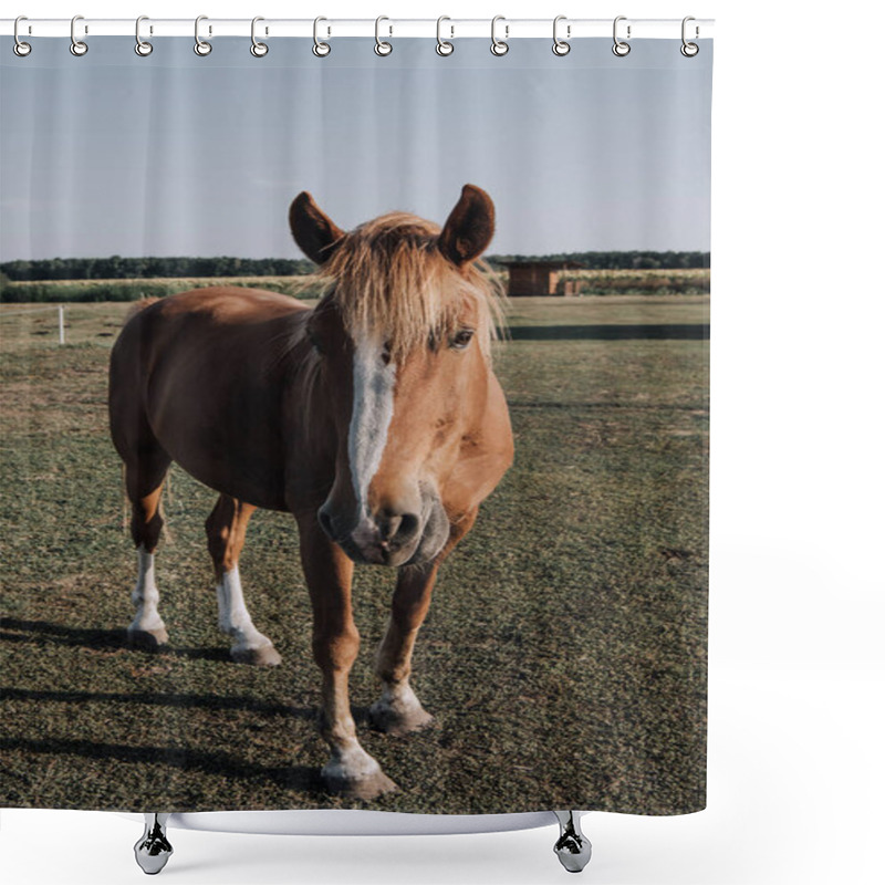 Personality  Close Up View Of Beautiful Brown Horse Grazing On Meadow In Countryside Shower Curtains