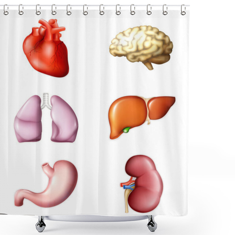 Personality  Internal Human Organs, Eps10 Shower Curtains