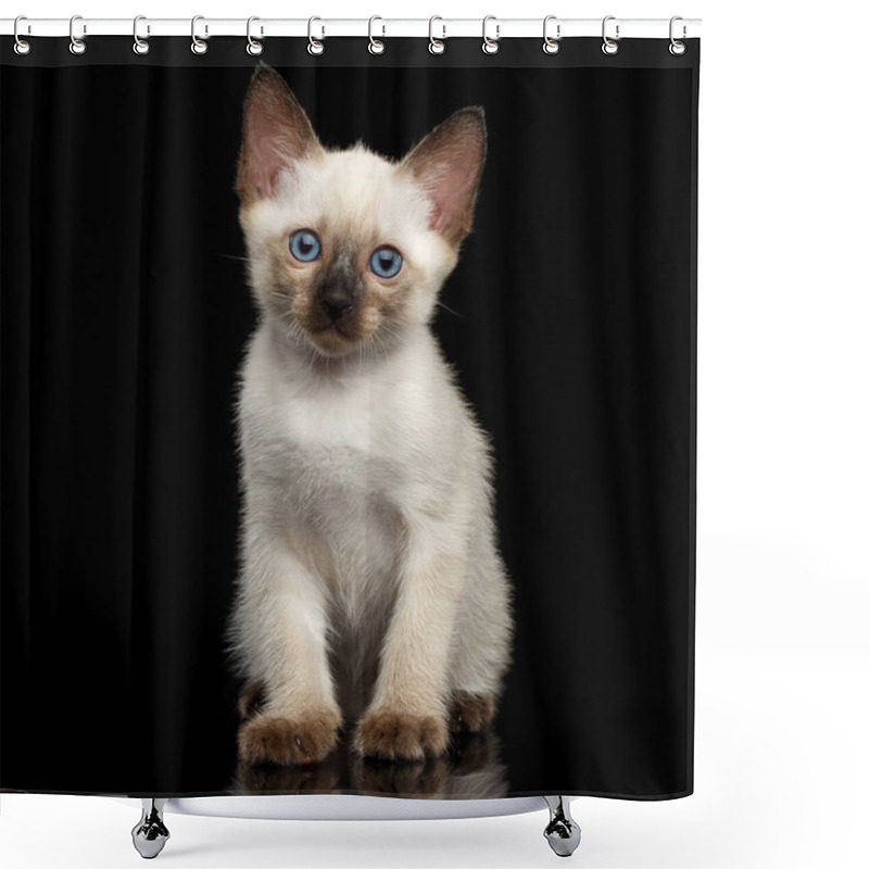 Personality  Portrait Of Beautiful Mekong Bobtail Kitty With Blue Eyes Sitting Front View, Isolated Black Background, Color-point Thai Fur Shower Curtains