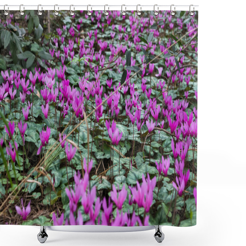 Personality  Cyclamens Blossoming Shower Curtains