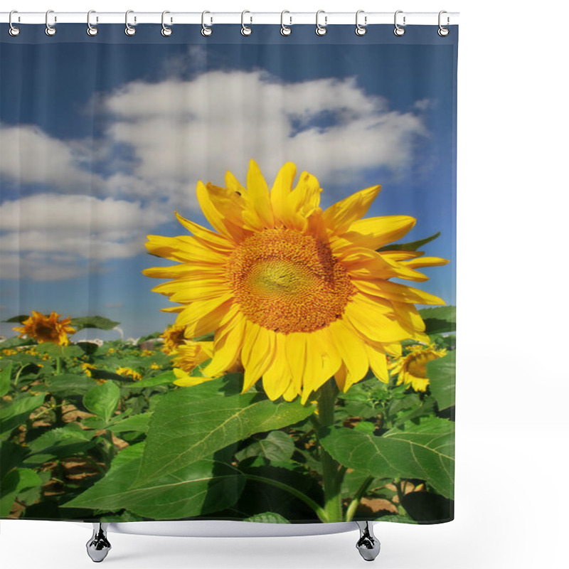 Personality  Sunflower Under Blue Sky. Shower Curtains