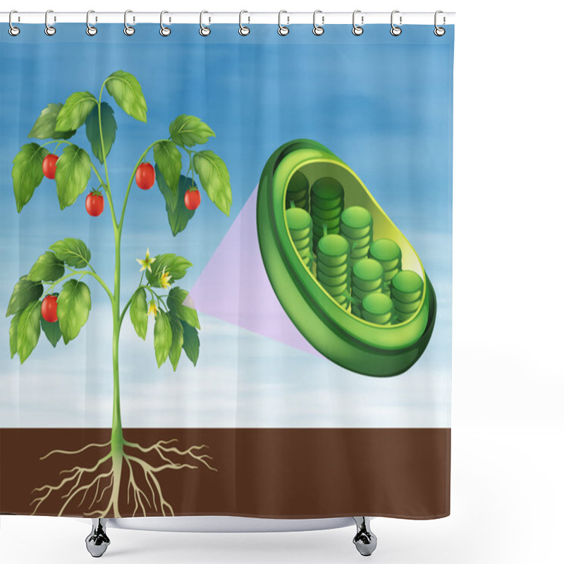 Personality  Chloroplast In Plant Shower Curtains