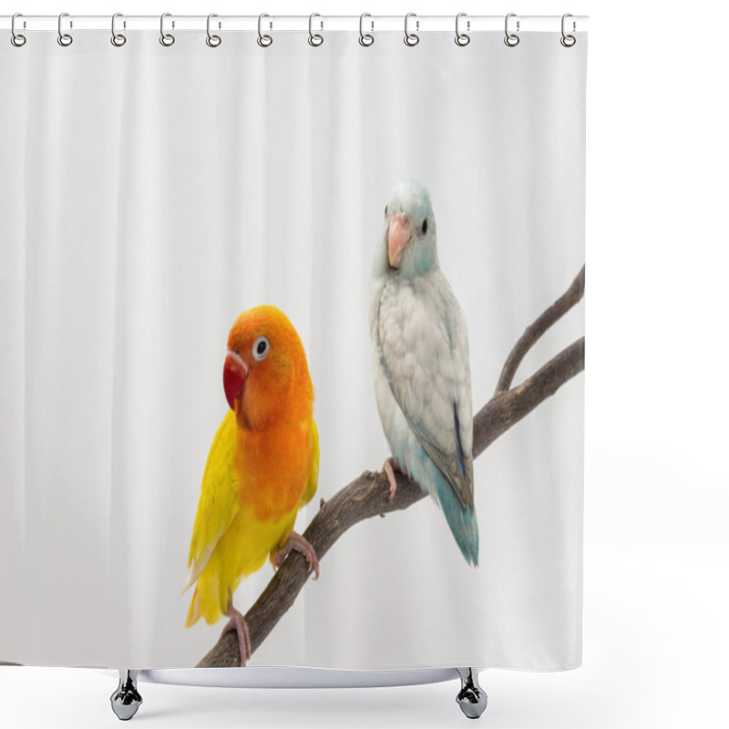 Personality  Yellow Lobebird And Pastel Blue Forpus Shower Curtains