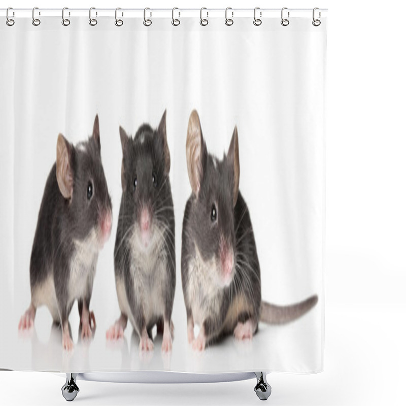 Personality  Three Charming Mouse Close-up Portrait Shower Curtains