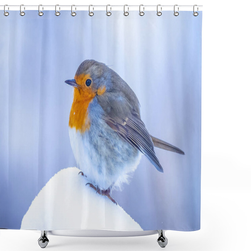 Personality  European Robin Erithacus Rubecula Foraging In Snow, Beautiful Cold Winter Setting Shower Curtains