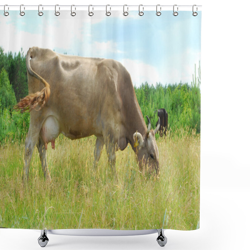 Personality  Сcows Graze In The Meadow. Shower Curtains